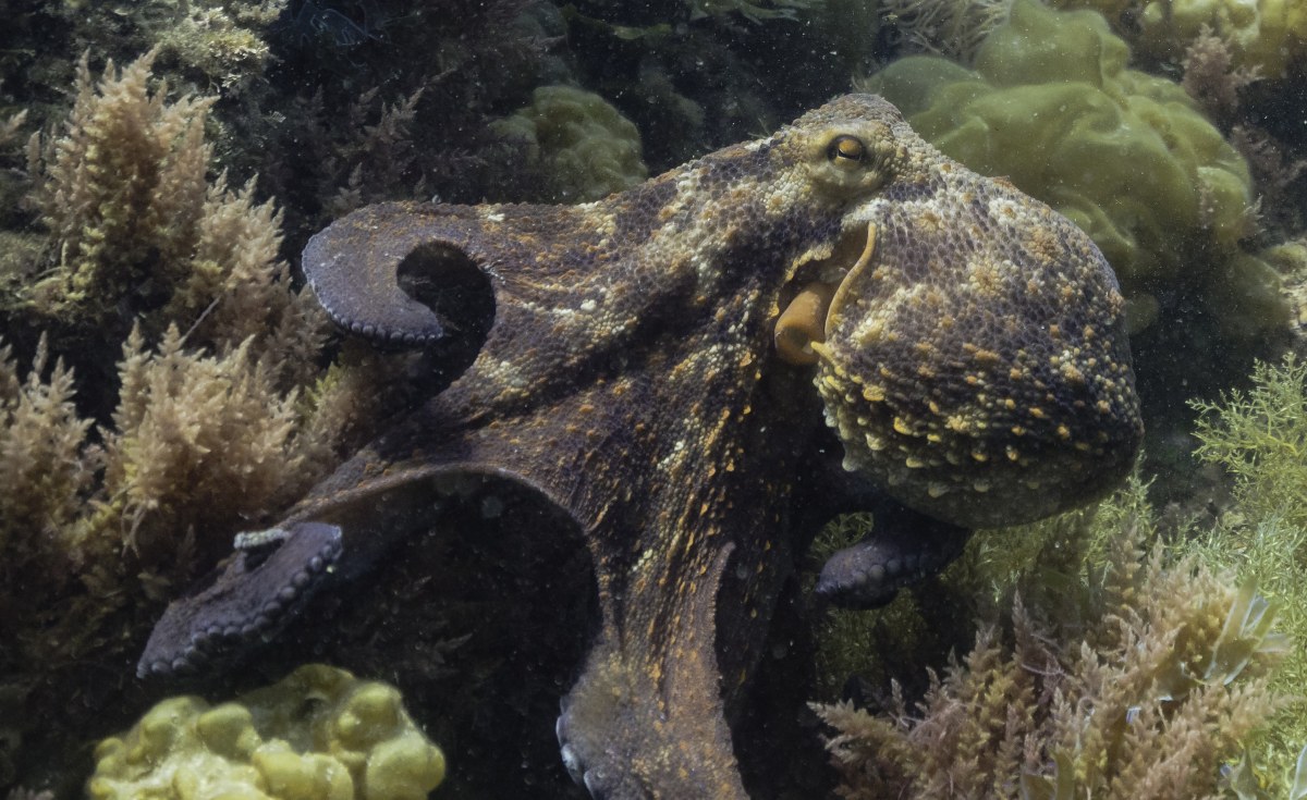 Seychelles Fisherman Diving Deeper to Catch Octopus