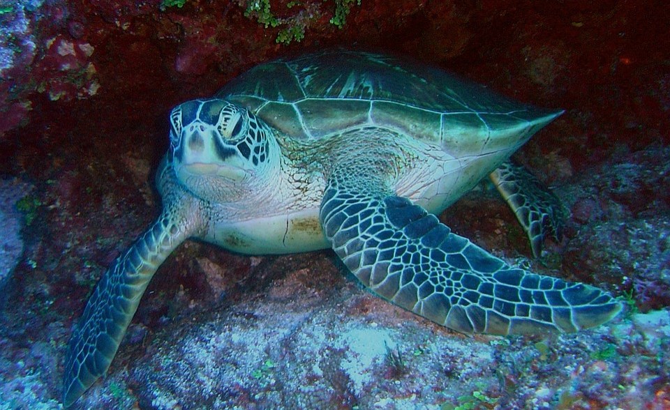 Seychelles: Oil Exploration - Environment and Ocean Protection Come First, Says Seychelles' President