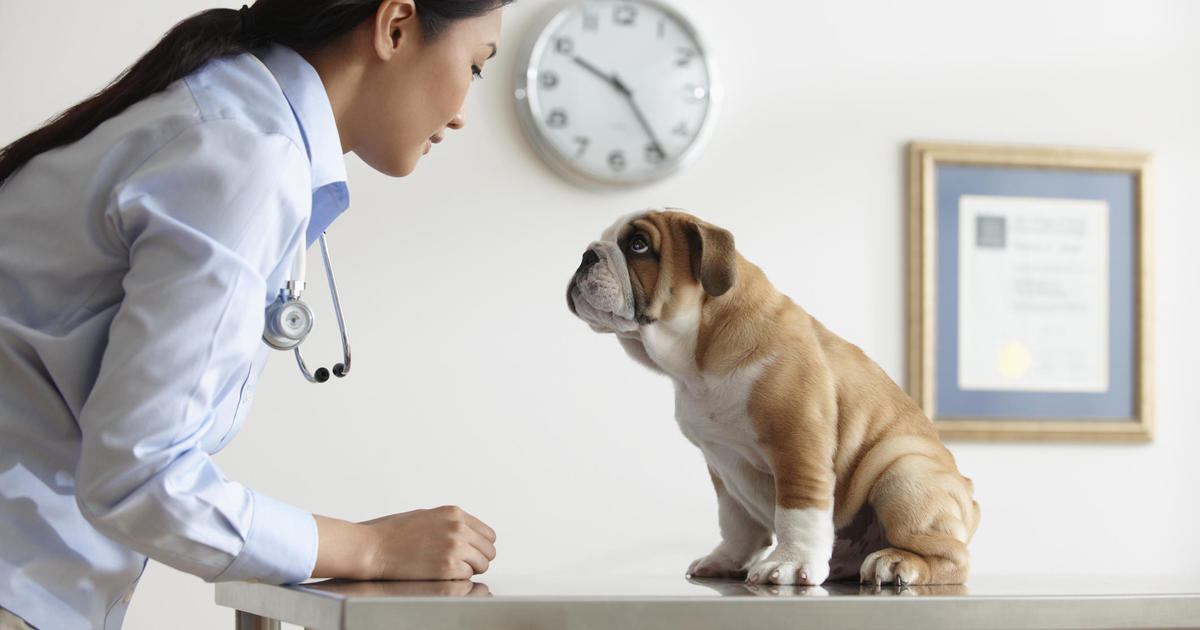 This is the cheapest type of pet insurance to buy