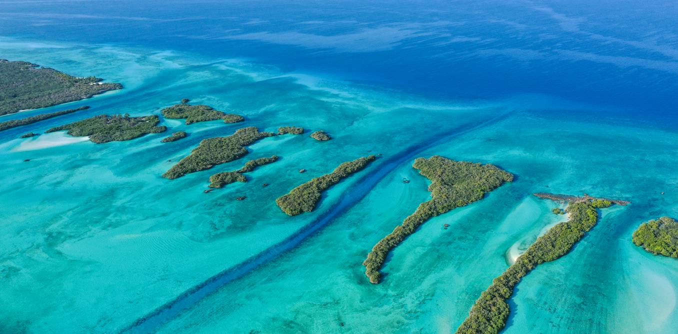 Seychelles: floating baby corals can help save damaged reefs &ndash; new study